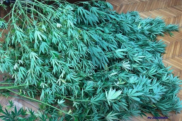 Slika /2025/DROGA/marihuna 17.09..jpg